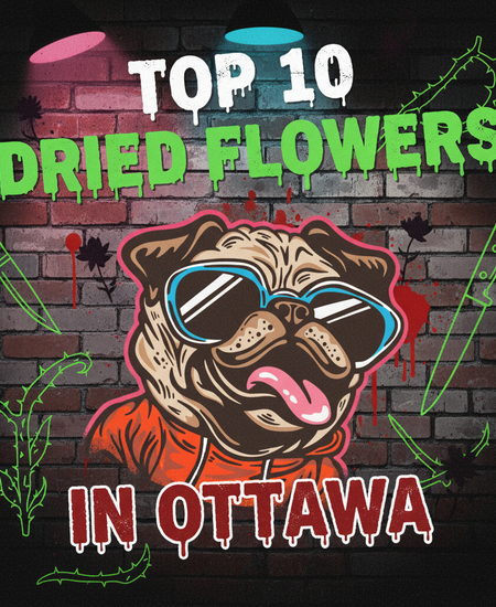 Ottawa’s Best-Selling Dried Flowers – Week of November 2–8, 2025