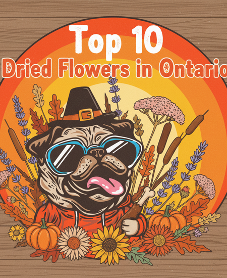 Ontario’s Best-Selling Dried Flowers – Week of November 9–15, 2025