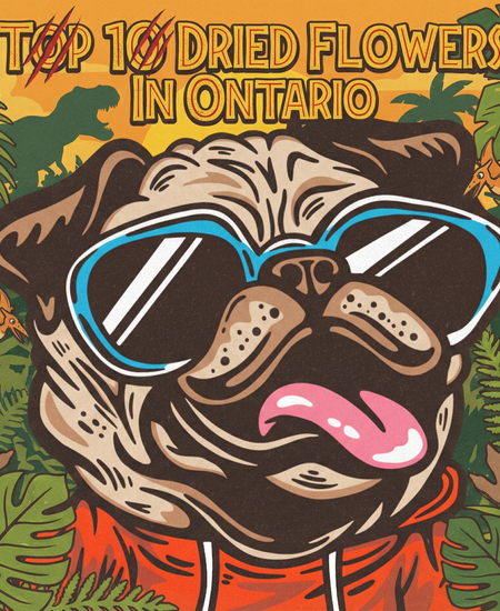 Ontario’s Best-Selling Dried Flowers – Week of November 23–29, 2025